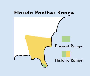 florida panther range